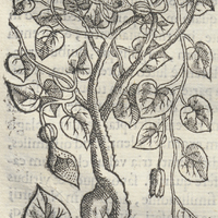 Phehuame Aristolochia Mexicana II. Longa