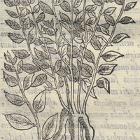 TLatLauhcapatli Alsinifolia