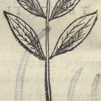 TLatLauhcapatli Alsinifolia