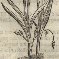 Xoxonacatic. Hyacinthoide capillosa