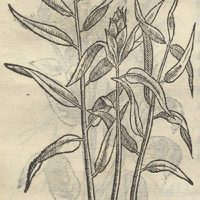 Chilli Indiae Orientalis ou Zingibere foemina