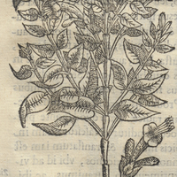 Atzoyatl Mirabili Mexicana