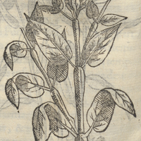 Atzoyatl Mirabili Mexicana