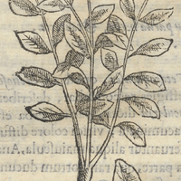 TLanoquiloni Huaxacensi