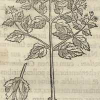 Tzocuilpatli altera