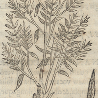 Çiuipatli Hemionitica