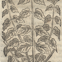 Çiuipatli Hemionitica