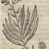 Cocoz Xochipatli ou medicina lutei floris