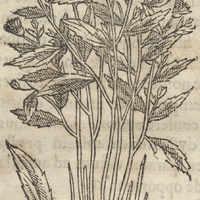 TepetLa Xiuhitl ou herba montana