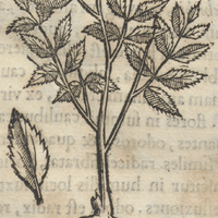 TepetLachichix Xiuhitl ou herba amara in montibus proveniente