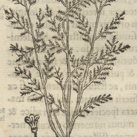 TLalquequetzal Penna terrae