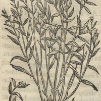 Yztacpatli TepuzculluLae. Linaria Argentea Mex