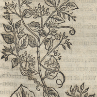 Temecatl Yauctepecensi Bryonoide
