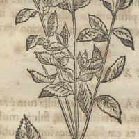 Xiuhtotonqui ou herba calida Totopocensi