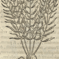 Chipequa ou herba firma