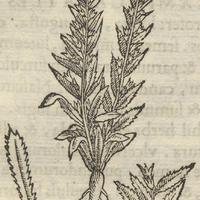 Currungariqua