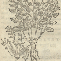 TLatLacizpatli Fluxionum, medicina