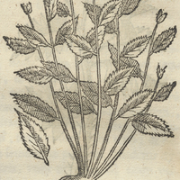 TLatLacizpatli Fluxionum, medicina