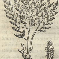 TLaelpatli AcatLanensi Alfinefolia II