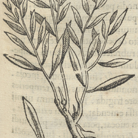 TLanoquilonipatli YancuitLanensi Linifolia