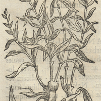 Eloquiltic herba GenicuLata