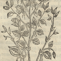 Cozolmecatl ou Curarum fune China III. Mex. medicina admirabili