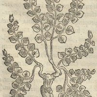 TLatLayotic ou NumuLaria Indica