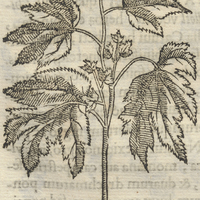 Quauhxocotl Cullulensi Oxymalua