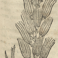 Paradisea Herba