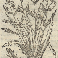 Ocopiaztli Scorpij spina