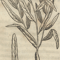 Yxiayahoal Chapaltepecensi Nepeta mex.