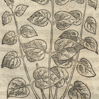 TLaelpatli TonalLae ou Medicina dysentericorum