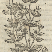 Cacauaxochitl ou Flore Cacauatl