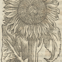 Charapeti