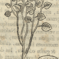 CuitLaçotl Tepecuaquilcinsi Napiformi