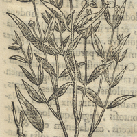MicuitLaxcolli ou Piscium intestinis