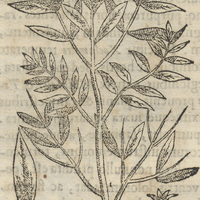 NextLacotly Yacapichtlensi LimoniphylLa