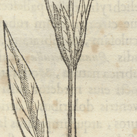 TLacoxochitl Iasminiflora