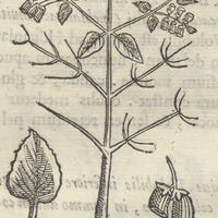 CHIANTZOLLI ou pLanta in humore intumescente