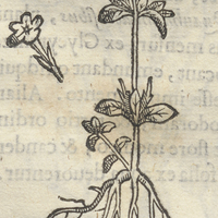 CHIANTZOLLI ALIA.