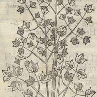 Cozticpatli AcatLanensi. Thalictro Mexicano