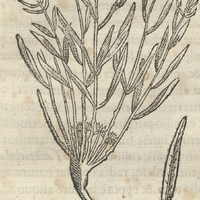 Tatacanaltic ChamaebaLano Mexicano