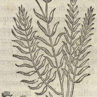 TLalchinol Xochitl. Venerea Medcina II