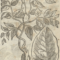 TLalLantLacuacuitLapilli ou Cauda parui TLacuatzin. Michuacanica MICHV AC: DIV RET: MAS. II.