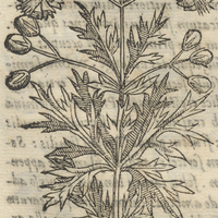 Xochipalli artemififolia