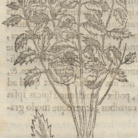 CuicuitLapilli GLanduLaria