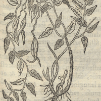 Cungariqua