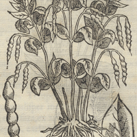 Cungariqua
