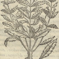 Tonalxochitl ocoitucensi. Solis nuncio