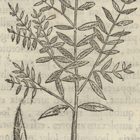 AXOCHIATL DECOLaN.